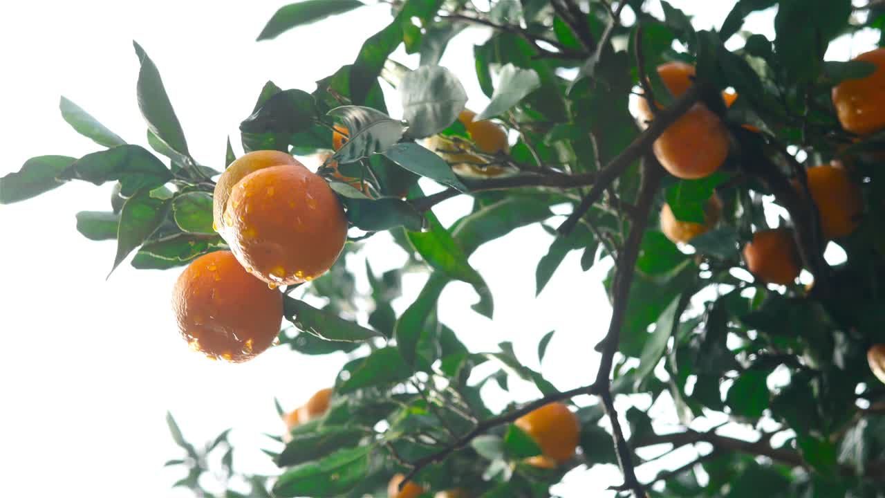 mandarinas maduras con gotas de agua. mandarinas en un árbol.