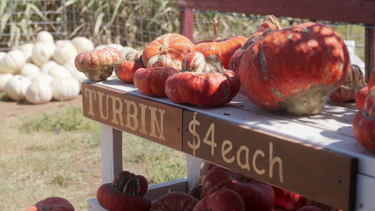 Prise de vue à main levée fluide d'une jolie parcelle de citrouilles en automne, des citrouilles posées sur un banc, concept de fête d'automne