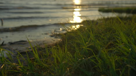 sunset on the beach with grass