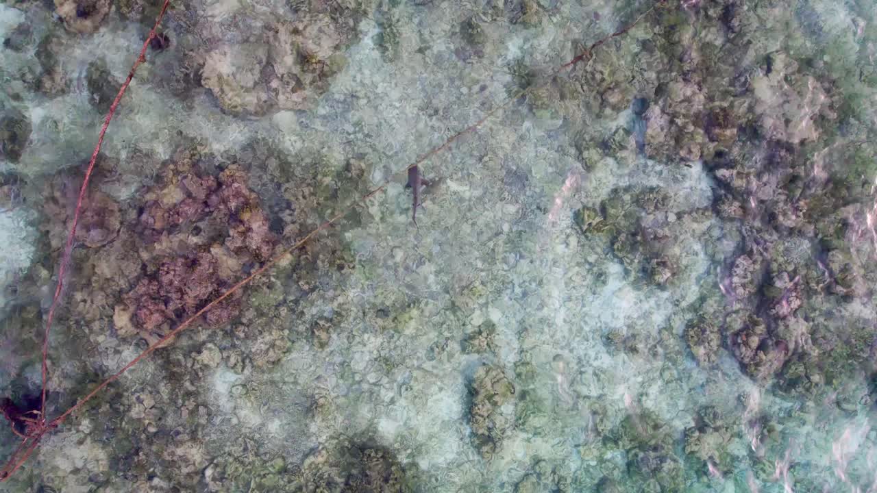 Tracciamento aereo dall'alto di uno squalo di barriera che nuota in acque cristalline e poco profonde