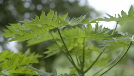 Papaya-leaves-blowing-in-the-wind,-shaking-closeup