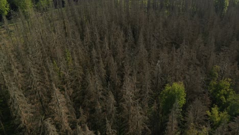 Aerial-view-of-dead-dry-damaged-spruce-forest-hit-by-bark-beetle-in-Czech-countryside