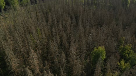 Luftaufnahme-Eines-Toten,-Trockenen,-Beschädigten-Fichtenwaldes,-Der-Vom-Borkenkäfer-In-Der-Tschechischen-Landschaft-Heimgesucht-Wurde