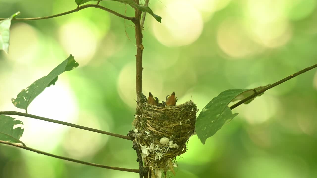 Black-naped Monarch, Hypothymis azurea, Kaeng Krachan National Park, Thailand