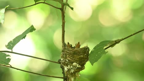 Black-naped-Monarch,-Hypothymis-azurea,-Kaeng-Krachan-National-Park,-Thailand