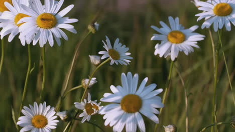 beautiful chamomile field