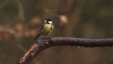 bright great tit on dripping wet brown branch look around and fly out of frame