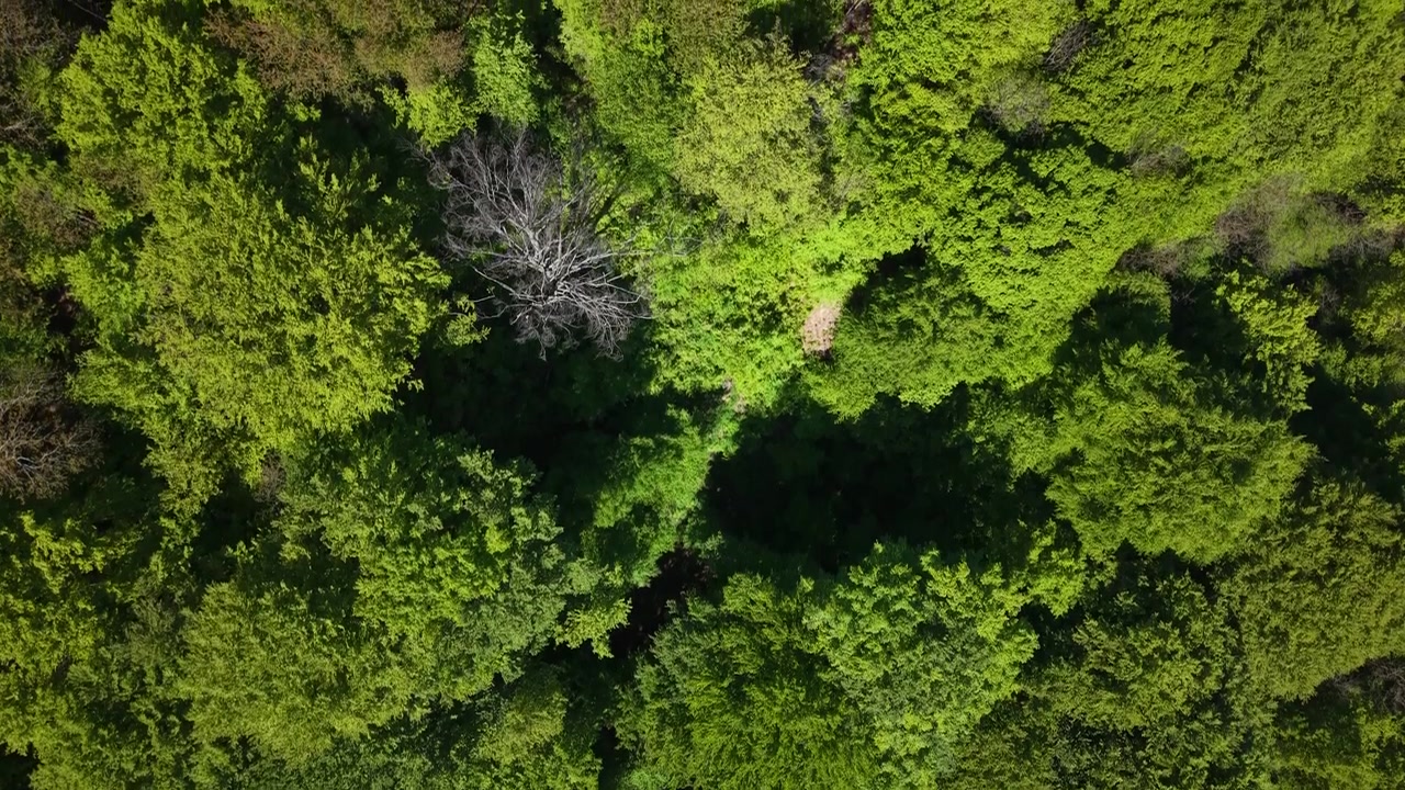 Una vista aerea mostra una fitta e vibrante chioma verde della foresta, evidenziando la ricca abbondanza e i motivi naturali della crescita estiva.
