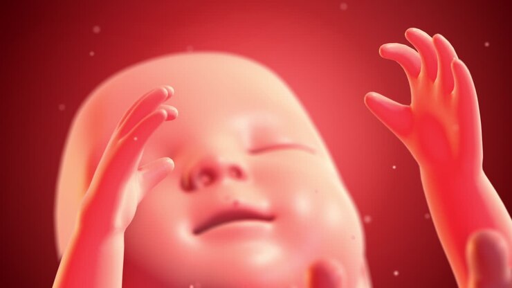 Human Baby Fetus Inside Of A Womb. Ready To Give Birth. Slowly Moving.