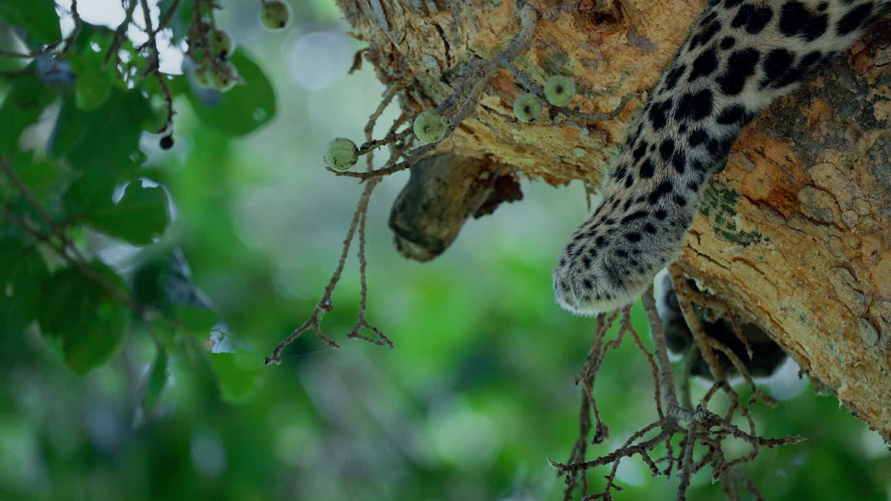Leopardpote på træ