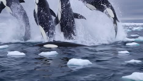 orcas hunting in the antarctic