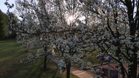 Excelente-Vista-Aérea-De-Cerezos-En-Un-Parque-En-Bethesda,-Maryland