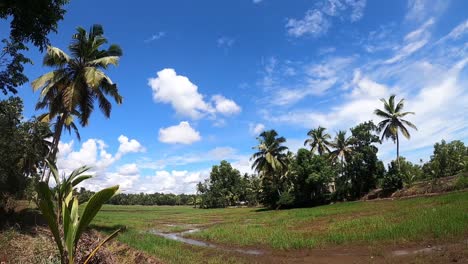 time lapse paddy field, kerala