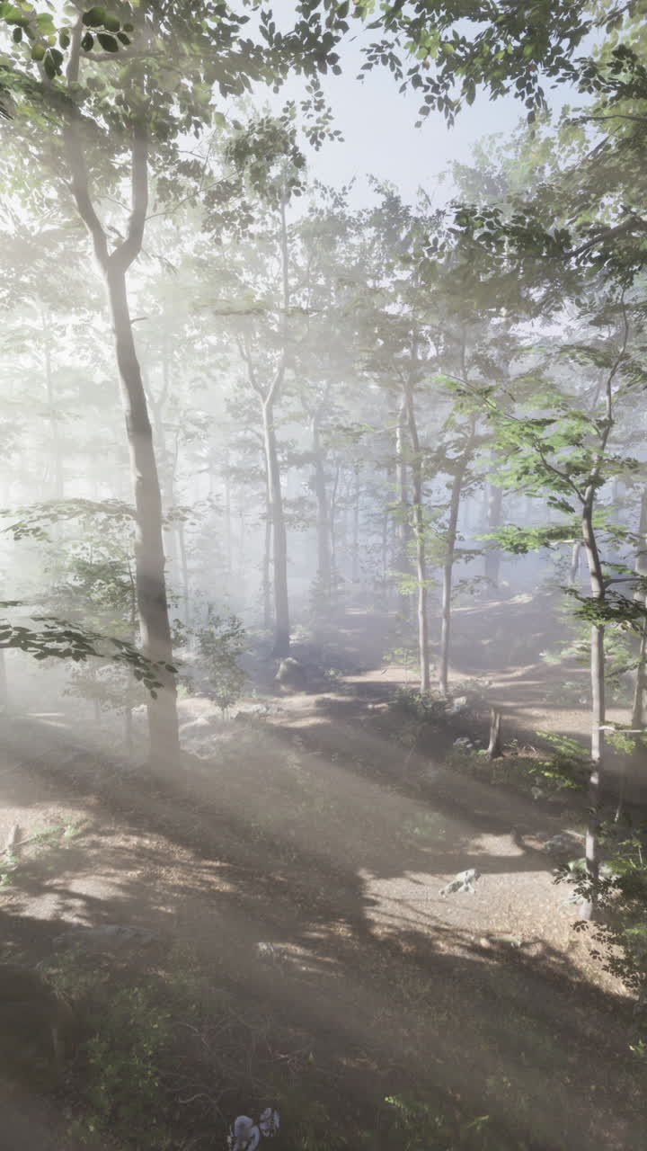 빛으로 가득 찬 안개 숲