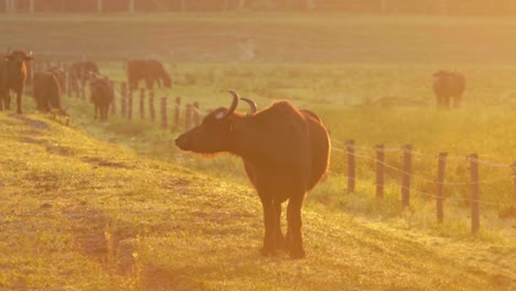 Stunning-4K-footage-of-a-water-buffalo-filmed-in-Ormož-natural-reserve-park