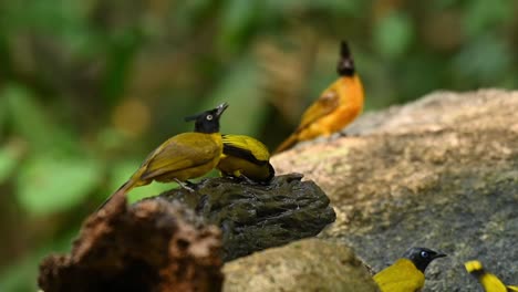 bulbul de cresta negra, rubigula flaviventris y bulbul de cabeza negra, brachypodius melanocephalos, tailandia