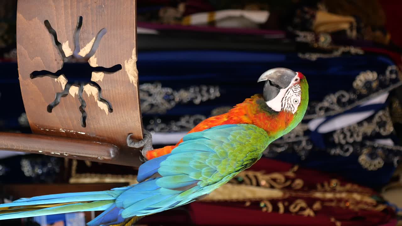 Il pappagallo colorato