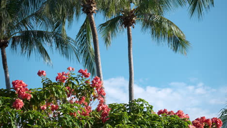 Pink-Flower-Plants-and-Tall-Coconut-Palm-Trees-Against-Blue-Sky-With-White-Clouds-on-Windless-Day---Vacation-Template-Tropical-Background