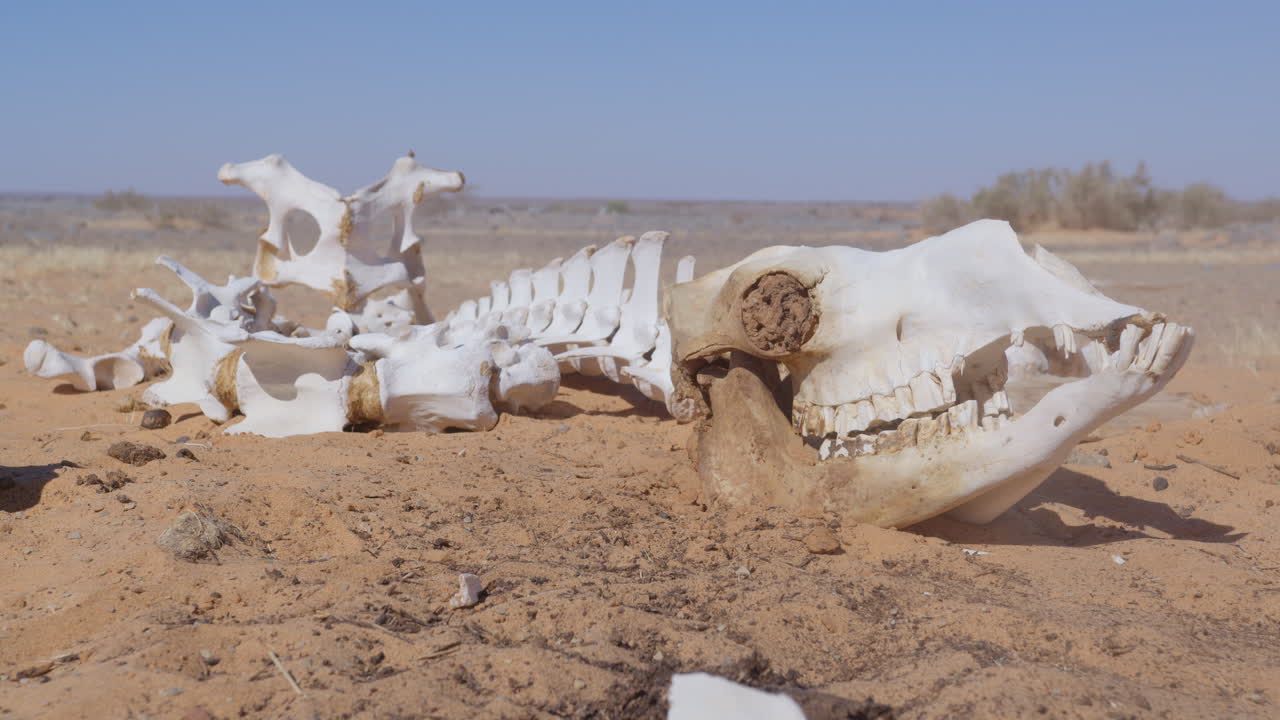 un esqueleto de dromedario en el desierto de mauritania