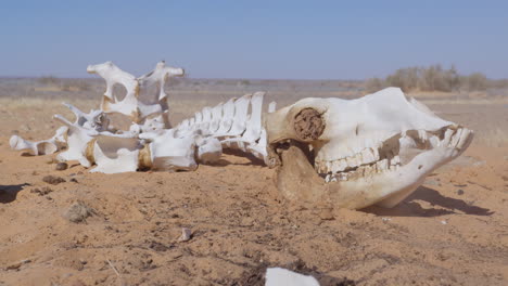 A-dromedary-skeleton-in-the-desert-of-Mauritania