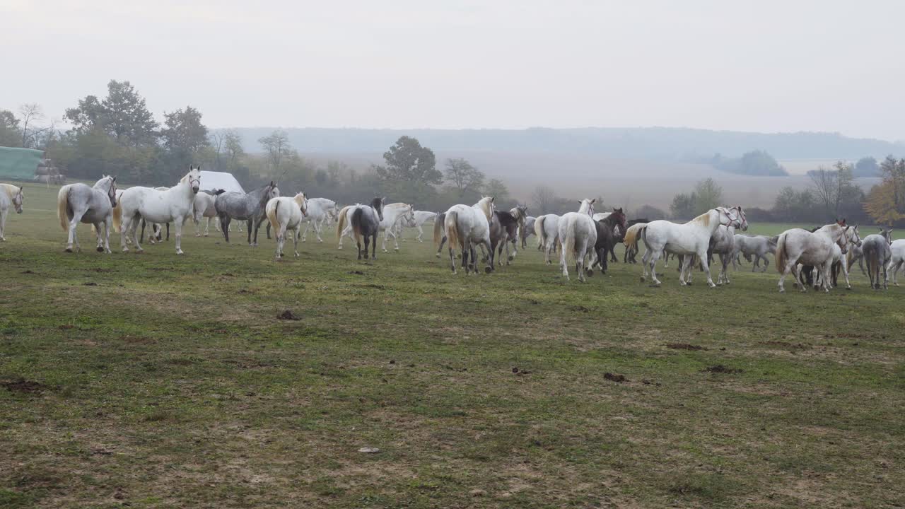 Inquadratura ampia di cavalli lipizzani nel campo aperto al mattino