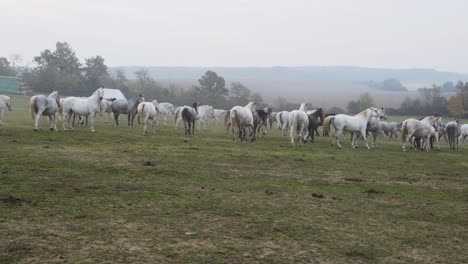 Wide-shot-of-Lipizzaner-horses-on-the-open-field-in-the-morning