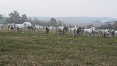 wide shot of lipizzaner horses on the open field in the morning