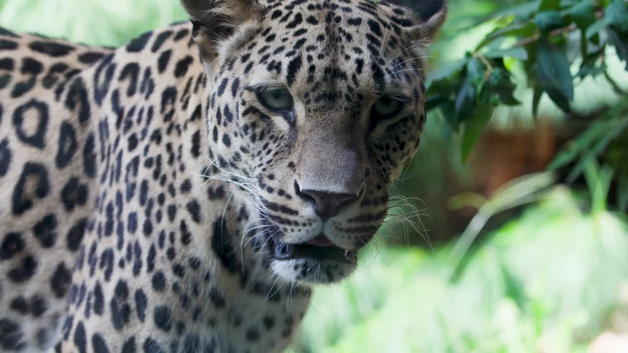 Leopard stands alert in naturalistic zoo enclosure, soft daylight, subtle camera movement, focused close-up
