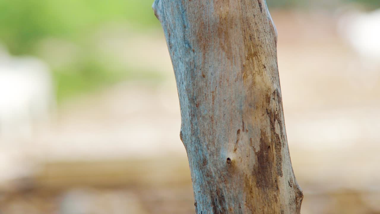 보네르에서 흐릿한 배경을 가진 나무 가지를 걷고 있는 작은 개미들