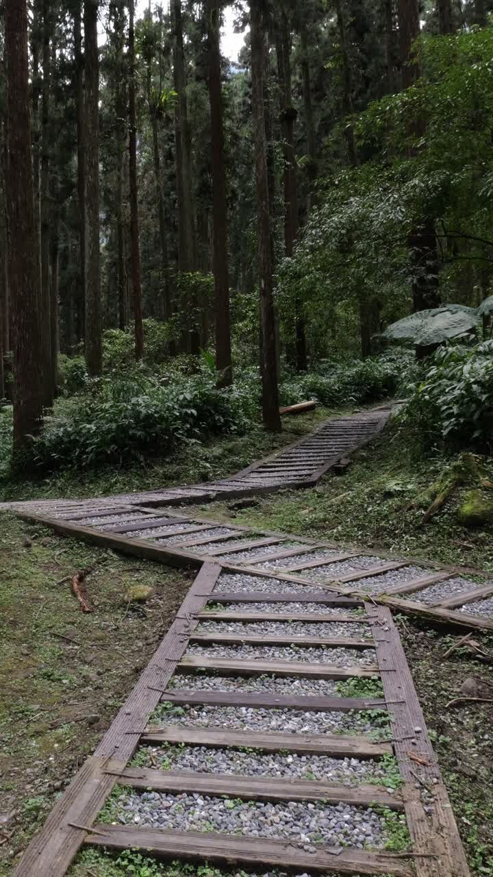 Video verticale di sentieri di ghiaia e legno convergenti nell'area di educazione naturalistica di Xitou a Taiwan attraverso una foresta vetusta