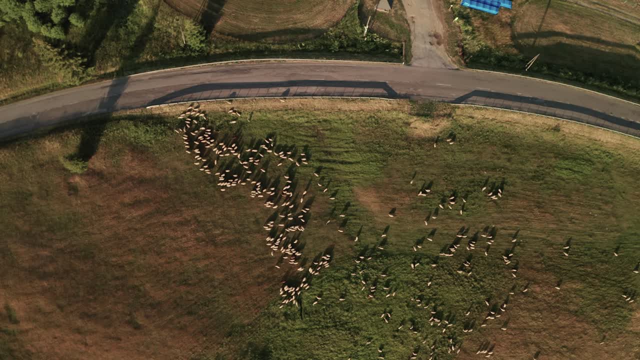 차가 지나가는 도로 근처의 초원에서 풀을 뜯고 있는 수백 마리의 흰 양의 공중 오버헤드 샷