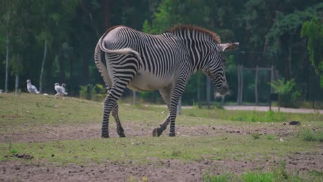 a lone large adult striped zebra walks away from the camera through a grassy field in a zoo