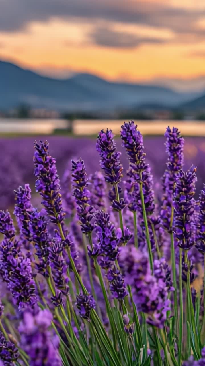 Un sereno campo di lavanda immerso nella luce dorata del tramonto, che mostra vivaci fiori viola sullo sfondo di un magnifico paesaggio montano