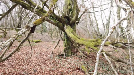 beech-forest-in-northern-Spain