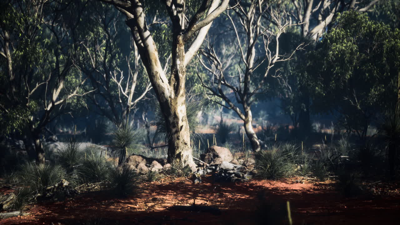 Vegetazione lussureggiante in una foresta rigogliosa durante le ore diurne.