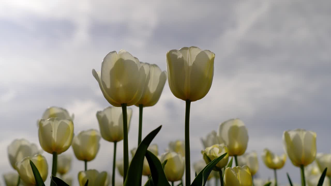 vibrant yellow Jonquières tulips in full bloom in a field in Vaucluse, France