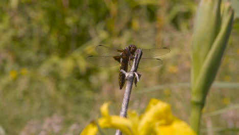 a dragonfly yellow and blue is resting on a branch, it moves its head from time to time, observes around it, wide shot spring in france