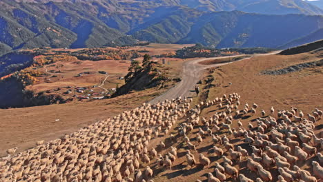 flock of sheep on a country road in mountains at fall season in georgia