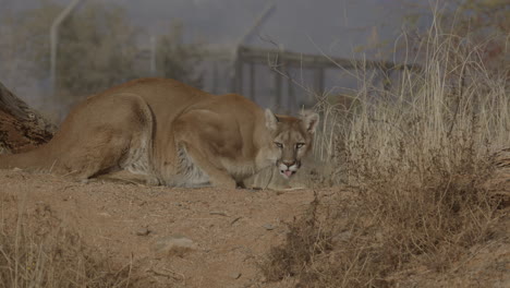 female mountain lion stalking prey in slow motion in an arid desert climate - in the style of a nature documentary