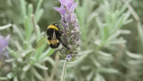 Abeja-Recolectando-Polen-Como-Alimento-En-Una-Planta-De-Lavanda