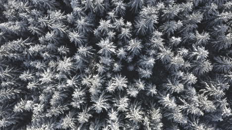 Luftaufnahme-Von-Schneebedeckten-Nadelbäumen-Im-Bergwald-Im-Kalten-Winter