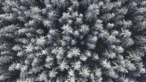 aerial shot of snow covered conifer trees in mountain forest during cold winter