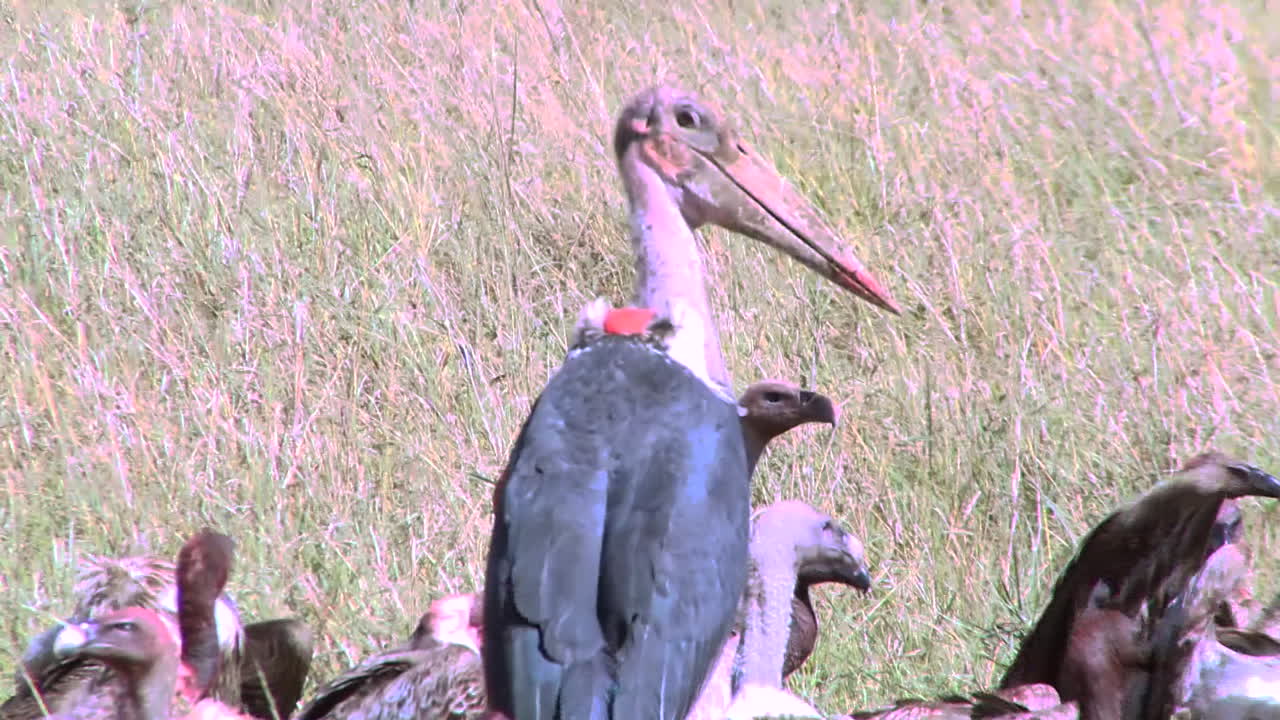 una bandada de buitres descansa después de darse un festín con un cadáver