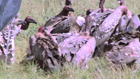 a flock of vultures rest after feasting on a carcass