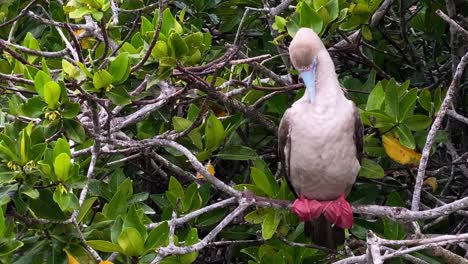 a red-footed booby preens its feathers in the galapagos