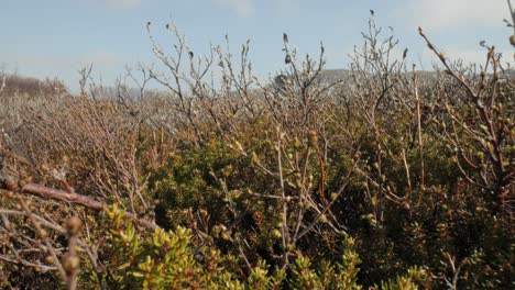 Tundra-Artica.-Abedul-Retorcido-Enano-ártico-Betula-Nana,-El-Abedul-Enano,-Es-Una-Especie-De-Abedul-De-La-Familia-Betulaceae,-Que-Se-Encuentra-Principalmente-En-La-Tundra-De-La-Región-ártica.