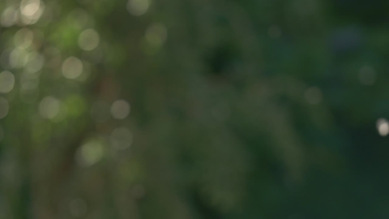Sfondo astratto sfocato con albero verde in movimento e leggere sfumature tenui in bokeh