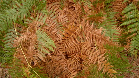 Close-up-shot-of-bracken,-Fern-dying-back-in-autumn-going-brown-in-the-new-forest