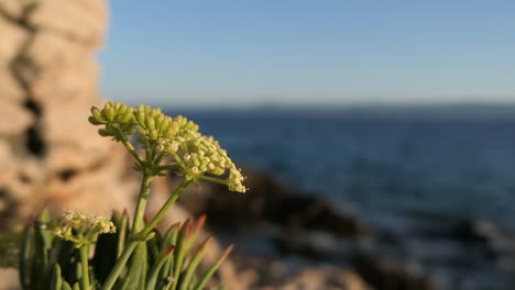 green wildflower close up on rocky shore, detail by the sea, mediterranean