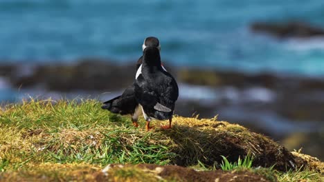 pair of atlantic puffin bird in the cliffside of lunga island in scotland. - closeup shot